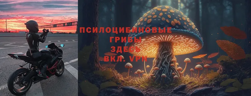 Псилоцибиновые грибы Psilocybe  Усолье 